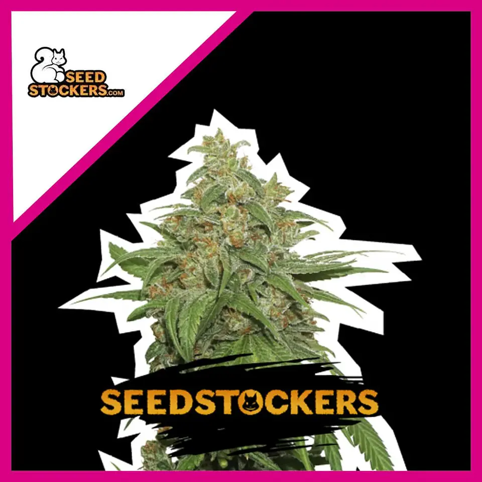 Ak420 Fem -Seedstockers (X100/X3+2/X3) 2