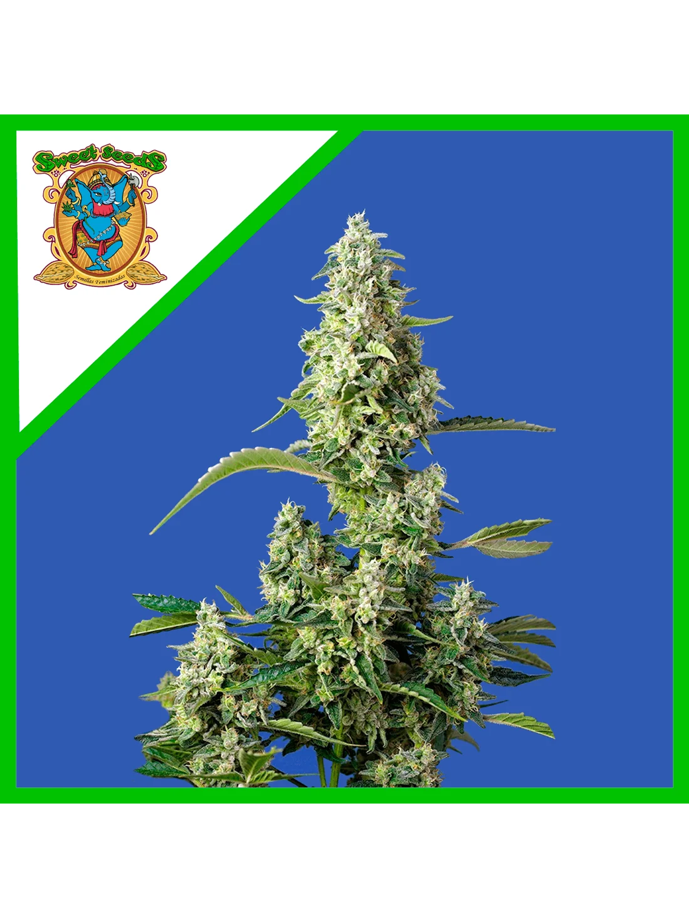 Gorilla Girl Xl Auto -Sweet Seeds (X100/X25/X5+2/X3+1) 5