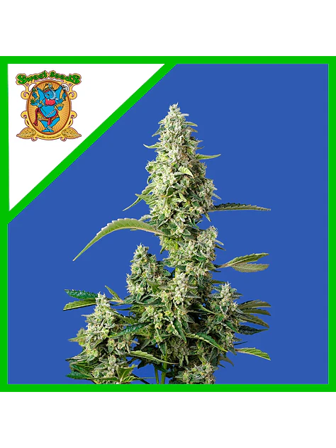 Gorilla Girl Xl Auto -Sweet Seeds (X100/X25/X5+2/X3+1) 5