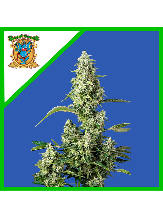 Gorilla Girl Xl Auto X100-Sweet Seeds 5