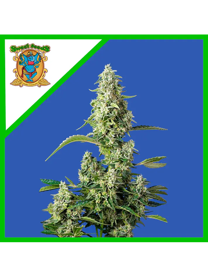 Gorilla Girl Xl Auto -Sweet Seeds (X100/X25/X5+2/X3+1) 5