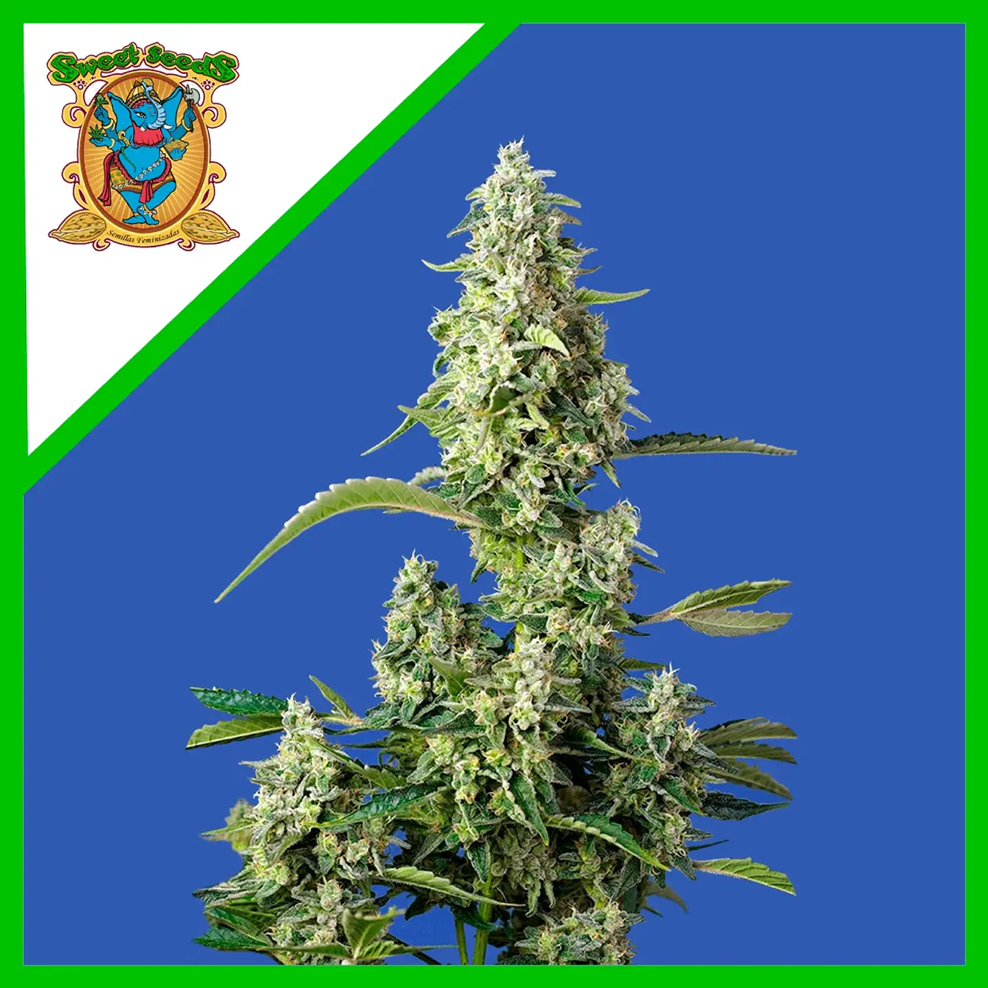 Gorilla Girl Xl Auto -Sweet Seeds (X100/X25/X5+2/X3+1) 5