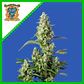 Gorilla Girl Xl Auto -Sweet Seeds (X100/X25/X5+2/X3+1) - Miniatura 5