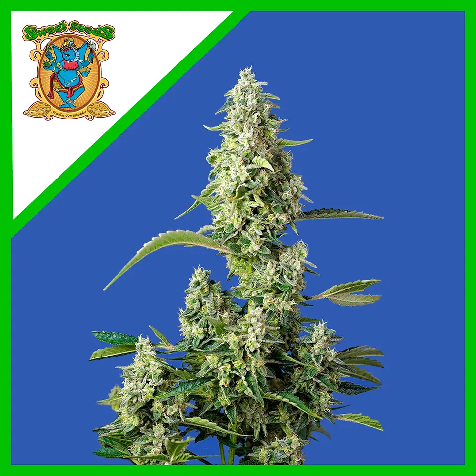 Gorilla Girl Xl Auto -Sweet Seeds (X100/X25/X5+2/X3+1) 5