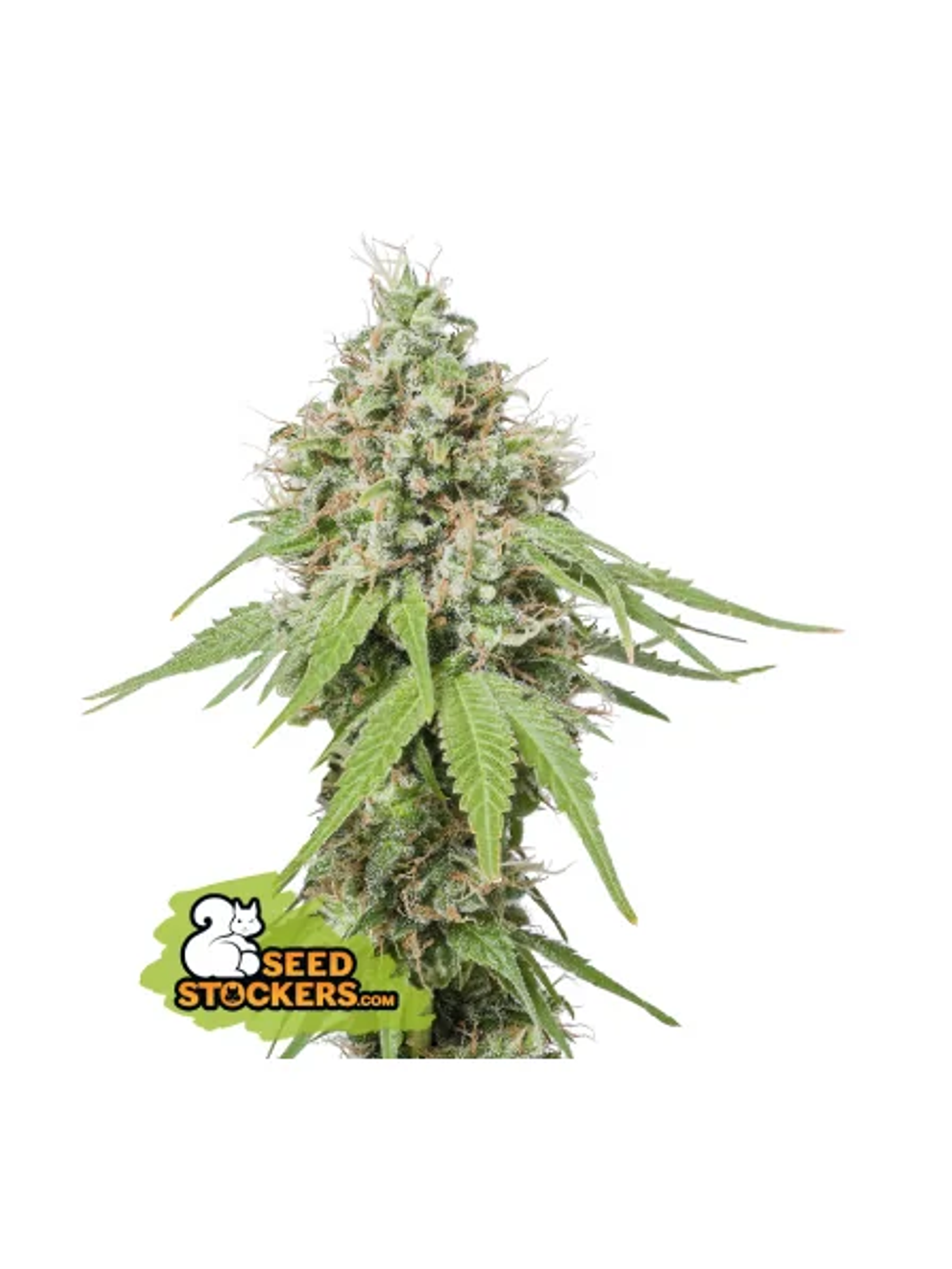 Ak420 Fem -Seedstockers (X100/X3+2/X3) 4