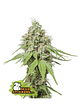 Ak420 Fem X100-Seedstockers - Miniatura 4