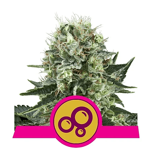 Bubble Kush  Fem X10-Royal Queen Seeds