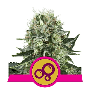 Bubble Kush  Fem X10-Royal Queen Seeds