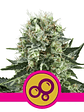 Bubble Kush  Fem X10-Royal Queen Seeds - Miniatura 2