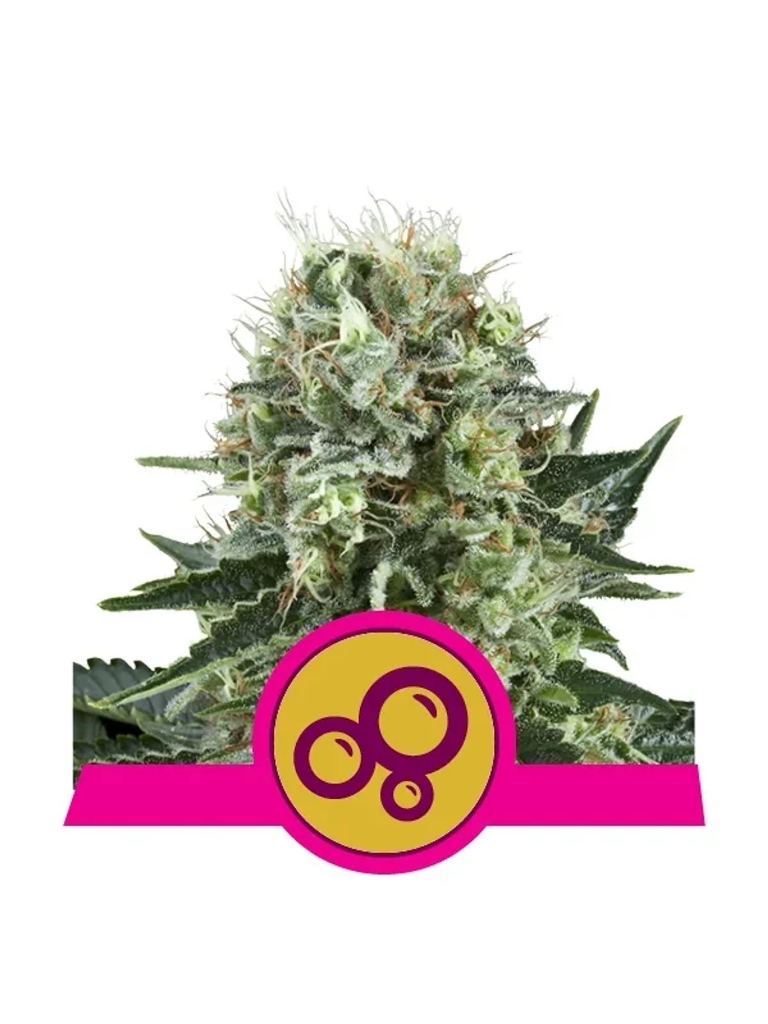 Bubble Kush Fem -Royal Queen Seeds (X10/X3/X1) 3