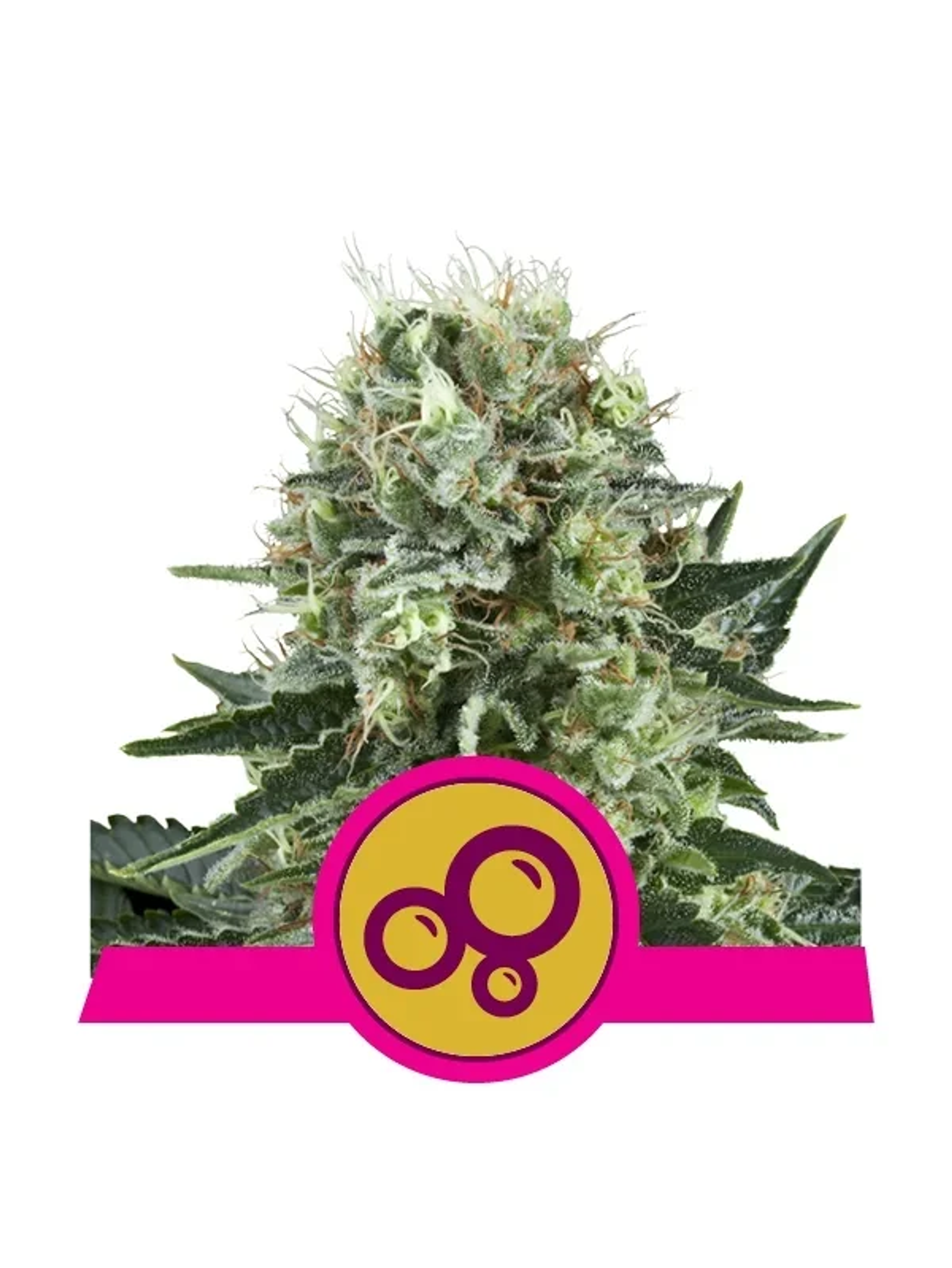 Bubble Kush Fem -Royal Queen Seeds (X10/X3/X1) 3