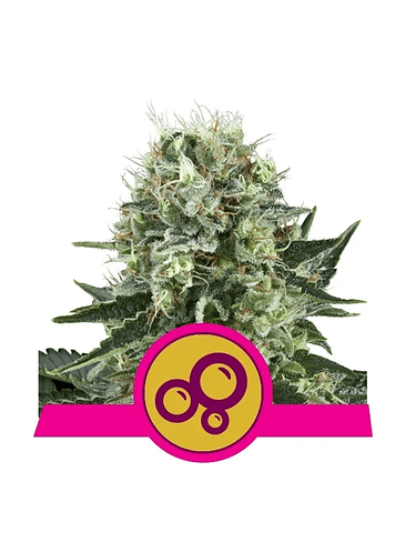 Bubble Kush  Fem X10-Royal Queen Seeds 3