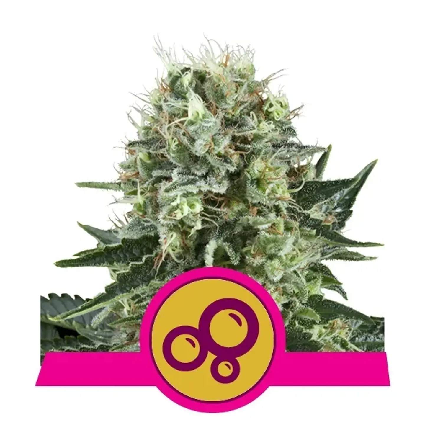 Bubble Kush Fem -Royal Queen Seeds (X10/X3/X1) 3