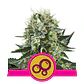 Bubble Kush Fem -Royal Queen Seeds (X10/X3/X1) - Miniatura 3
