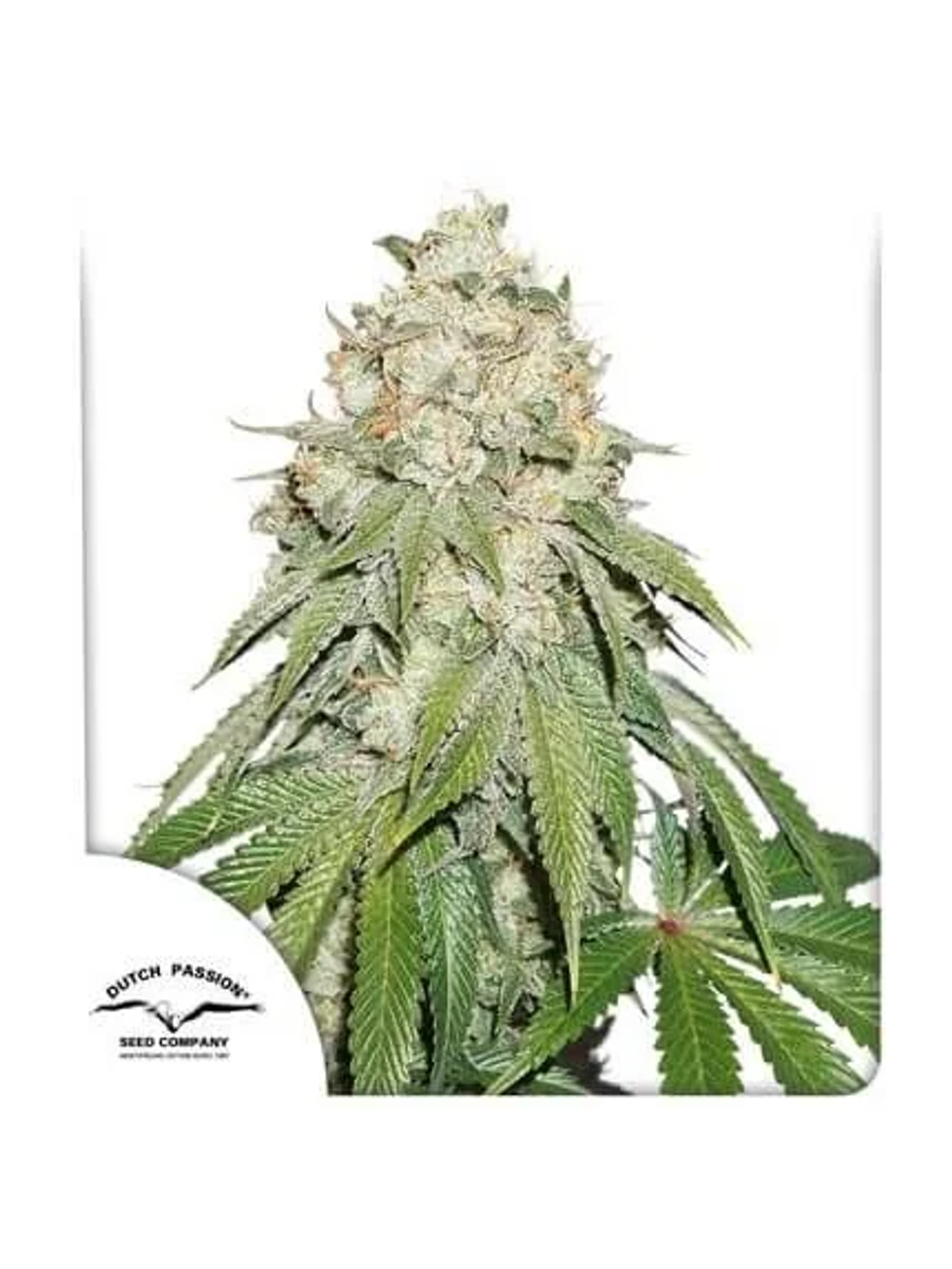 Banana Blaze Fem -Dutch Passion (X100/X25/X3/X3+1) 4