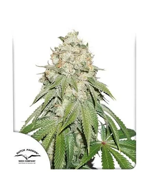 Banana Blaze Fem -Dutch Passion (X100/X25/X3+1) 4