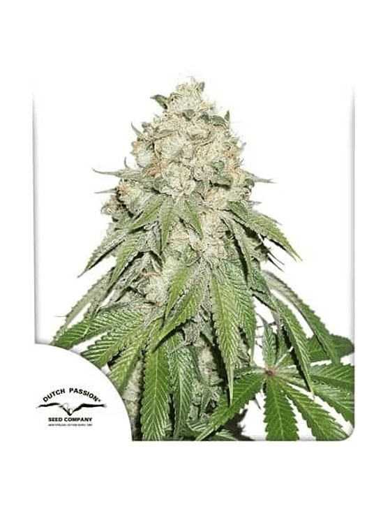 Banana Blaze Fem X100-Dutch Passion 4