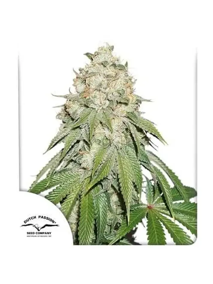Banana Blaze Fem -Dutch Passion (X100/X25/X3+1) 4