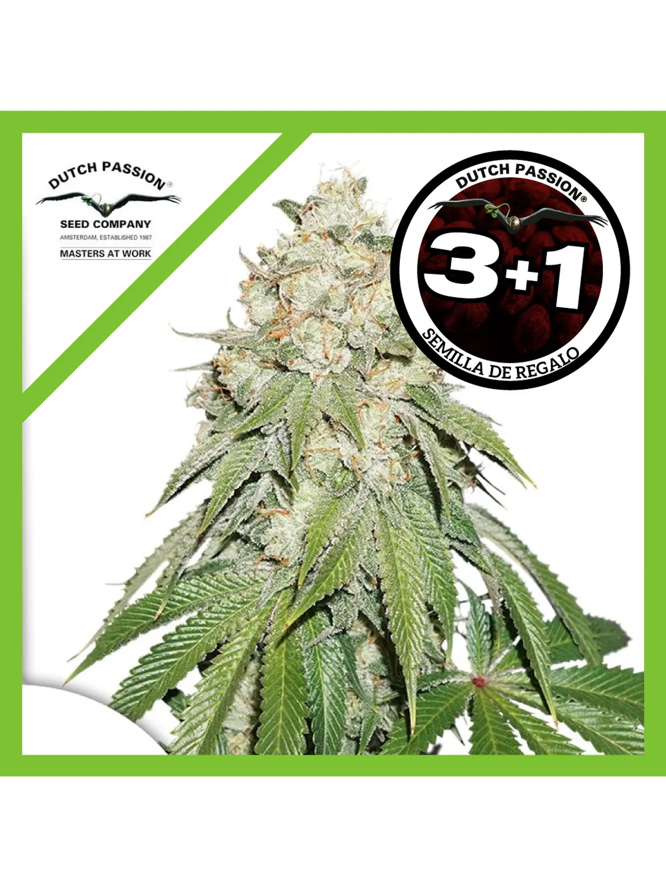 Banana Blaze Fem -Dutch Passion (X100/X25/X3/X3+1) 5