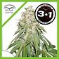 Banana Blaze Fem -Dutch Passion (X100/X25/X3+1) - Miniatura 5