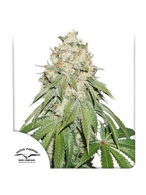 Banana Blaze Fem -Dutch Passion (X100/X25/X3+1) 3