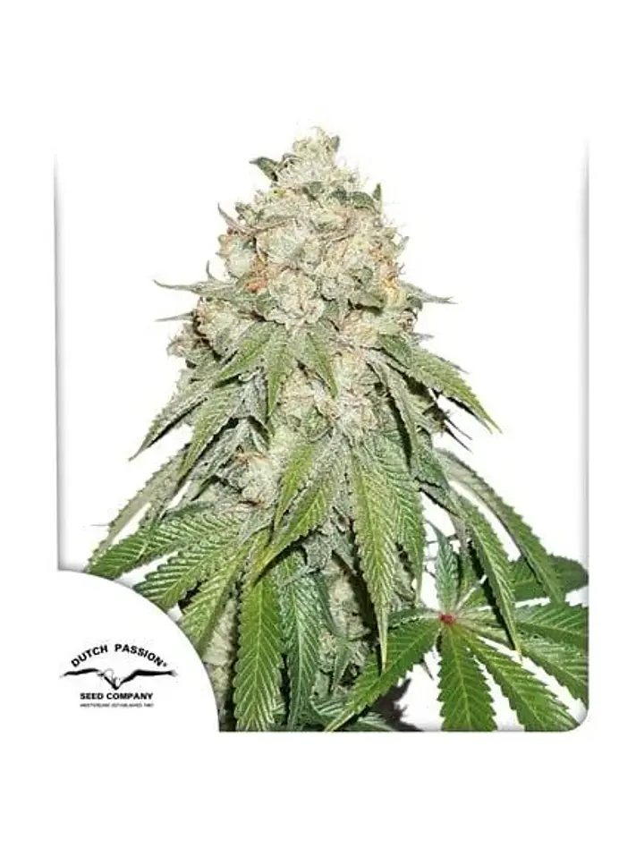 Banana Blaze Fem -Dutch Passion (X100/X25/X3+1) 3