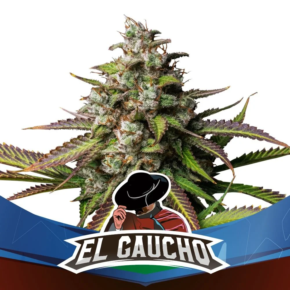 El Gaucho Fem -Bsf (X4/X2) 3