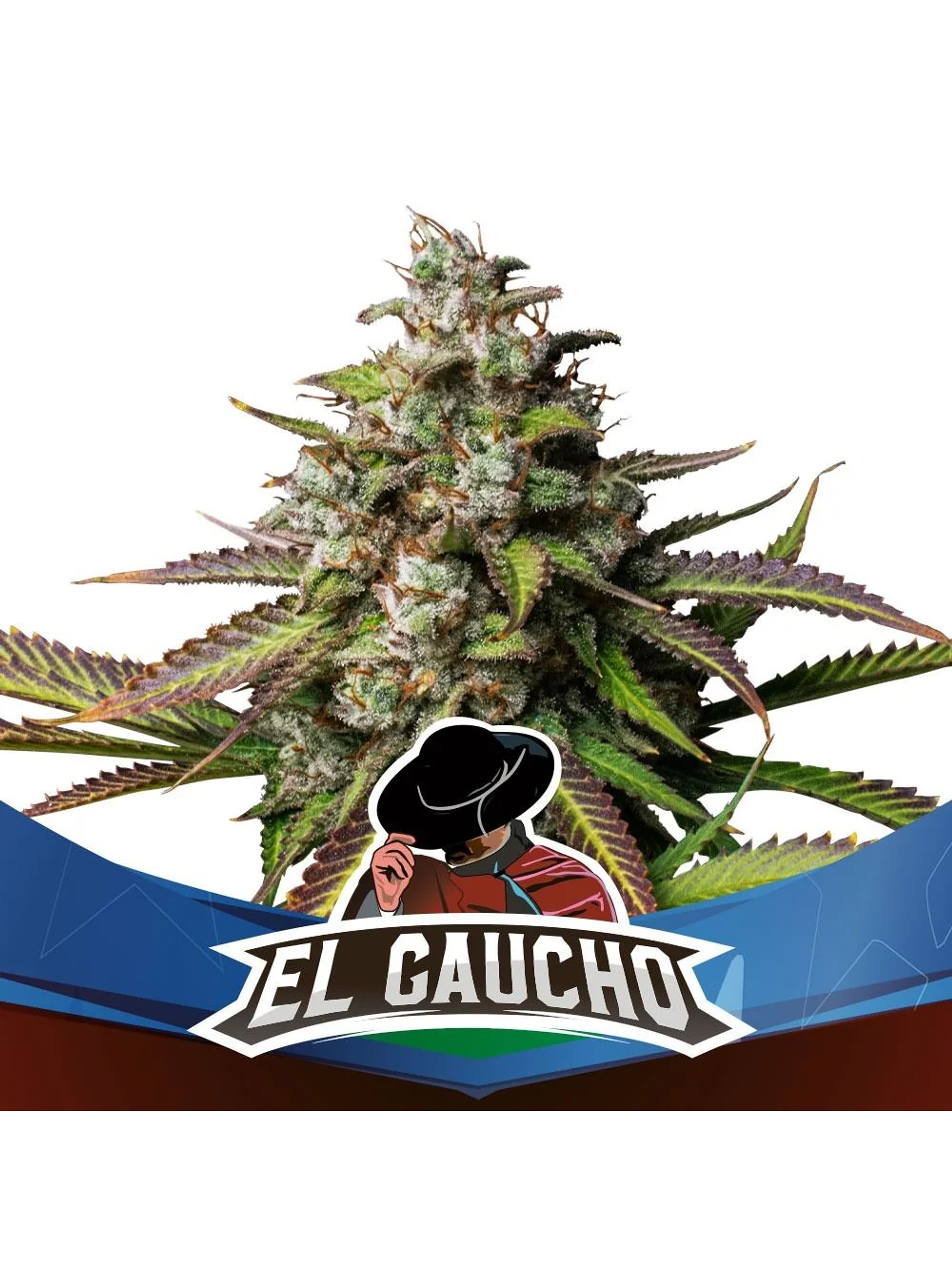 El Gaucho Fem -Bsf (X4/X2) 3