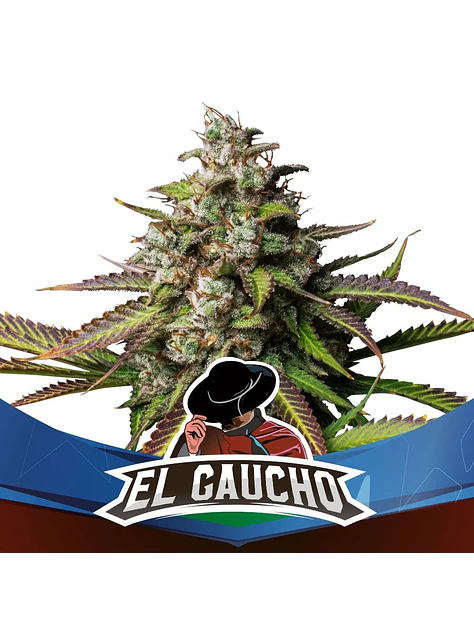 El Gaucho Fem -Bsf (X4/X2) 3