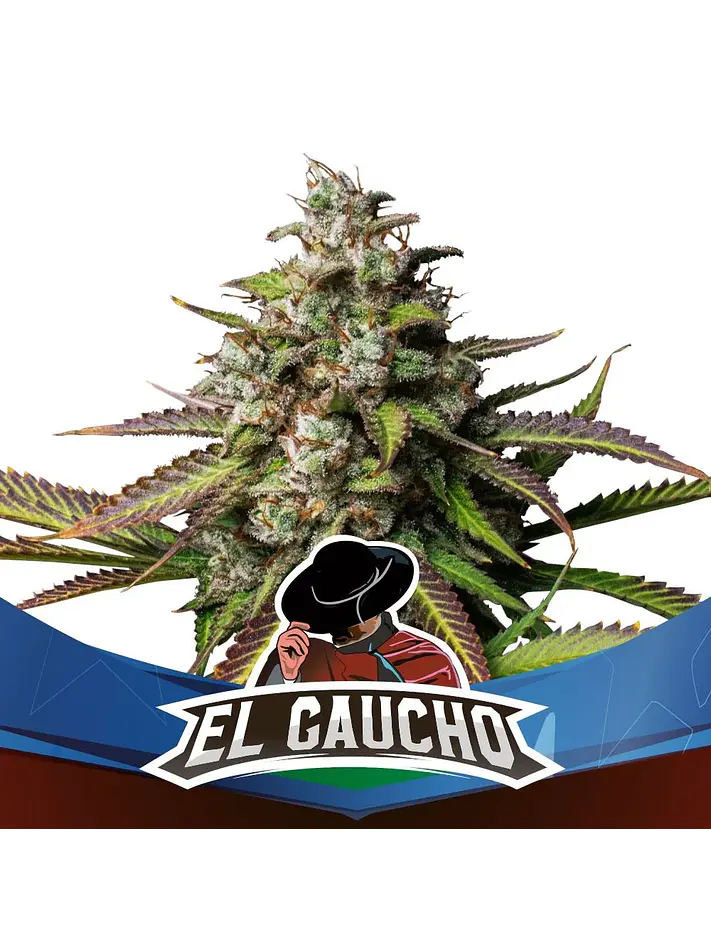 El Gaucho Fem -Bsf (X4/X2) 3