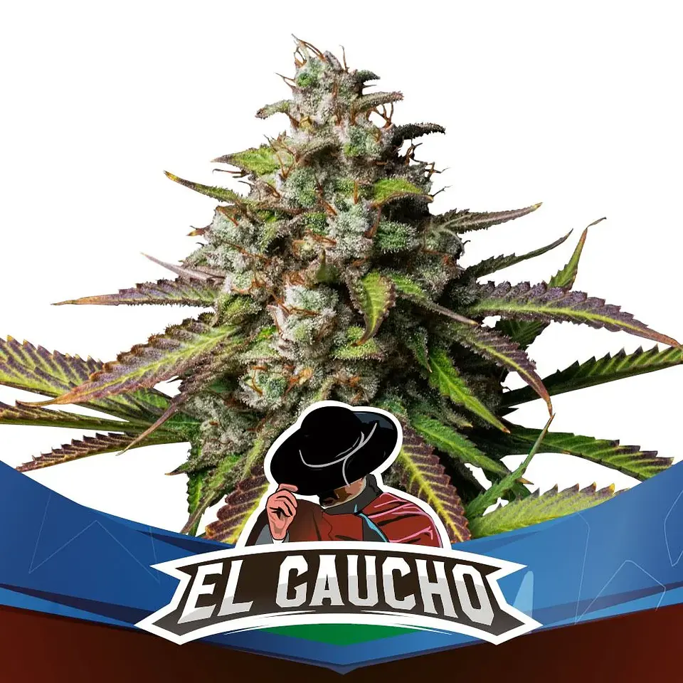 El Gaucho Fem -Bsf (X4/X2) 3