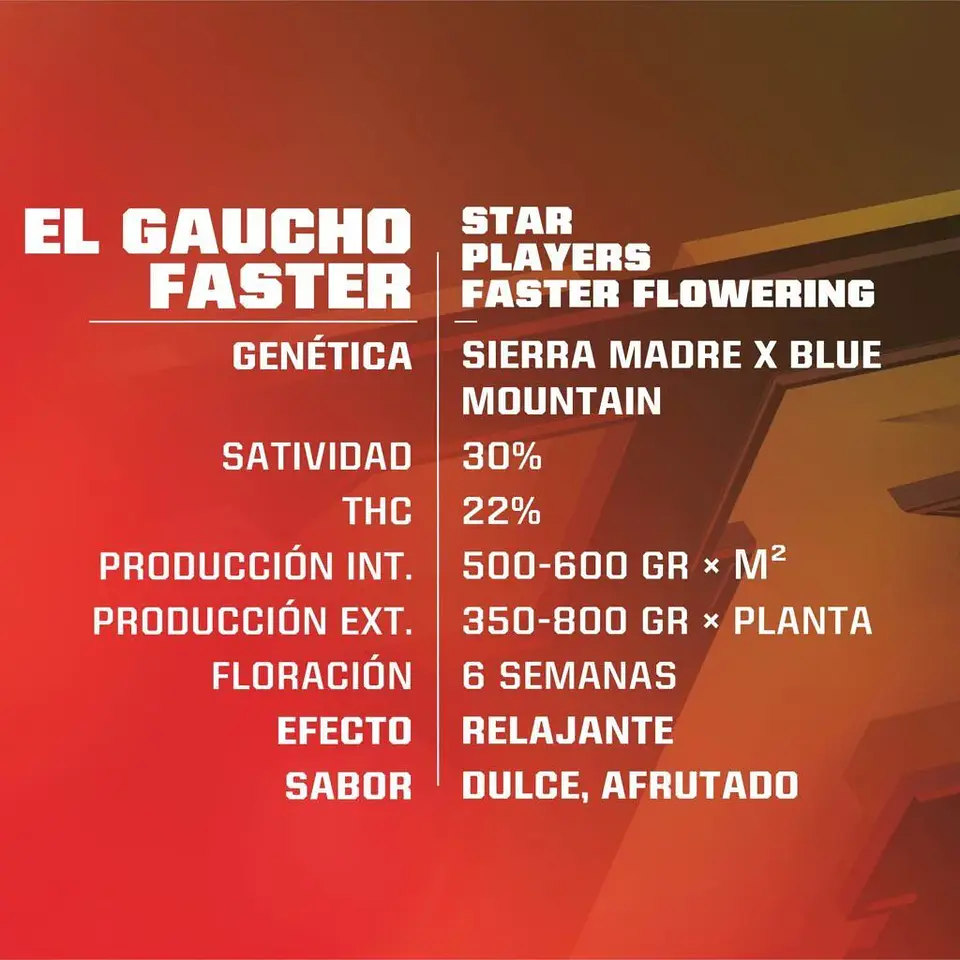 El Gaucho Fem -Bsf (X4/X2) 4