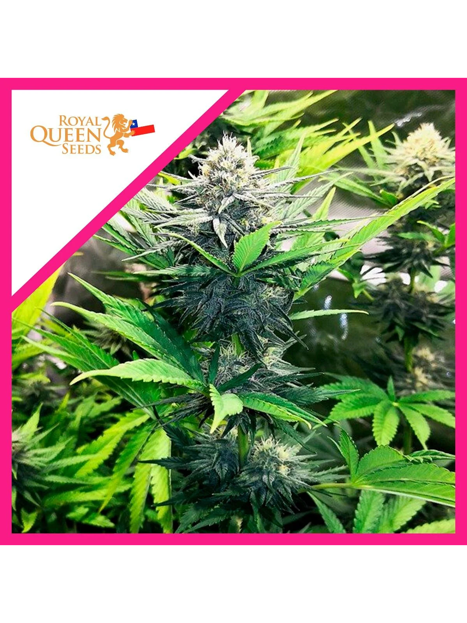 North Thunderfuck Fem -Royal Queen Seeds (X3/X1) 2