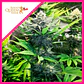 North Thunderfuck Fem -Royal Queen Seeds (X3/X1) - Miniatura 2