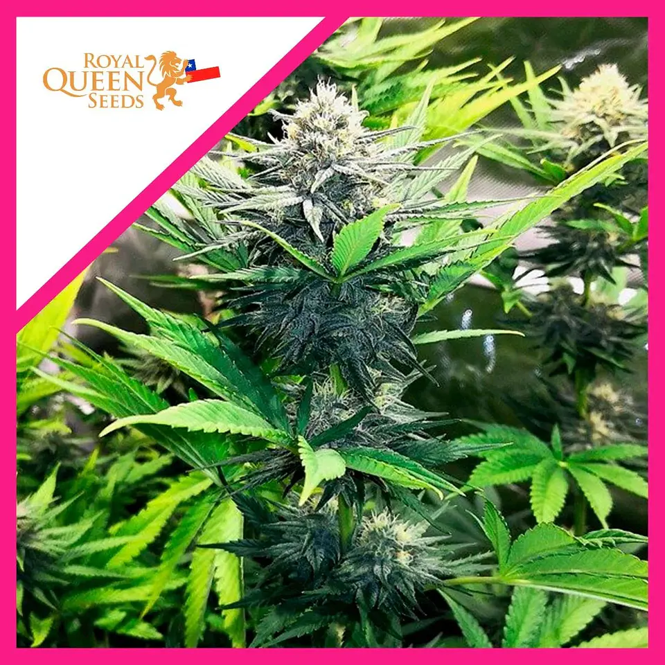 North Thunderfuck Fem -Royal Queen Seeds (X3/X1) 2