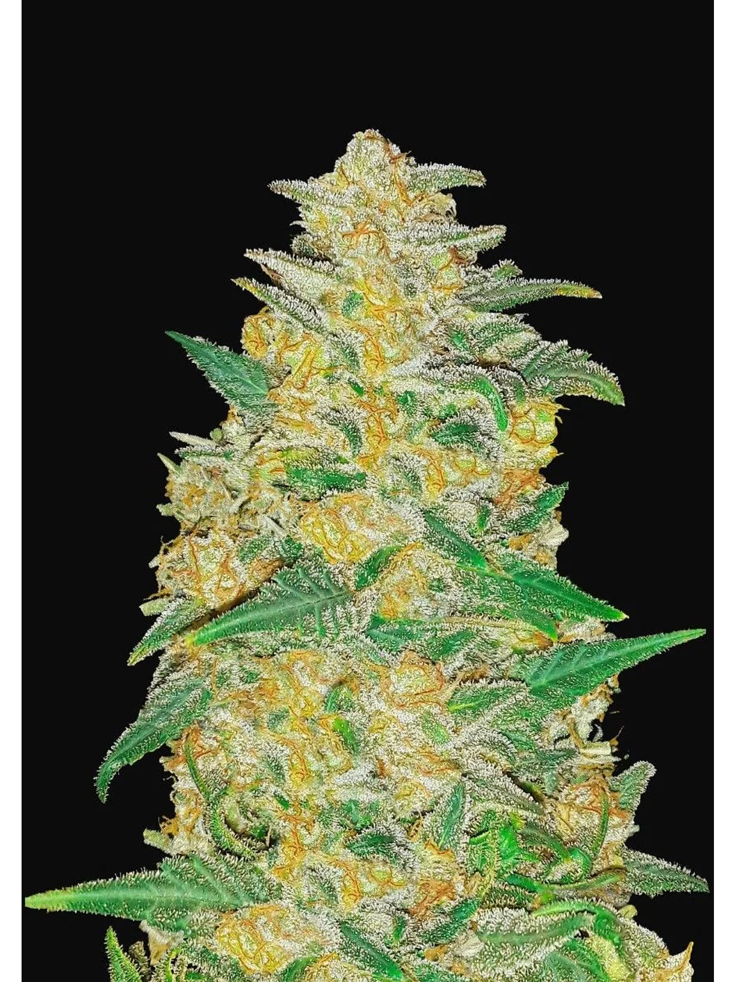 Original Ak Auto -Fast Buds (X3/X1) 2