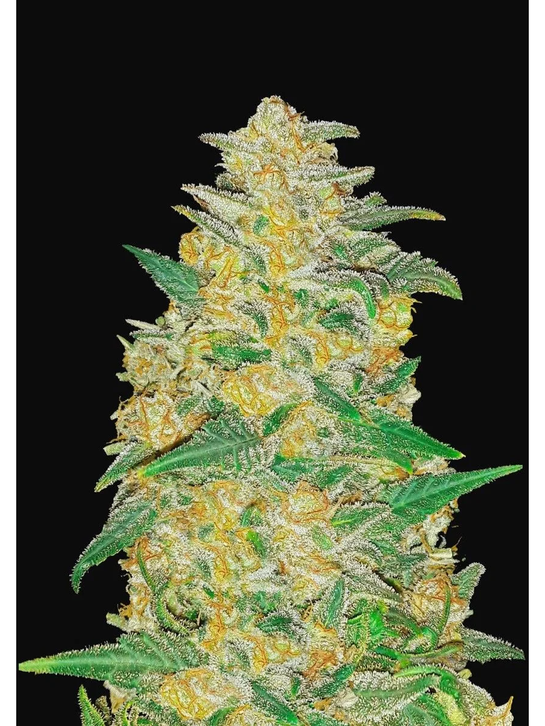 Original Ak Auto -Fast Buds (X3/X1) 2