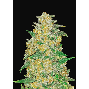 Original Ak Auto -Fast Buds (X3/X1)