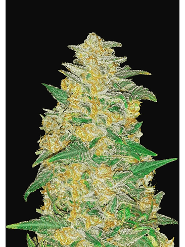 Original Ak Auto -Fast Buds (X1/X3) 2