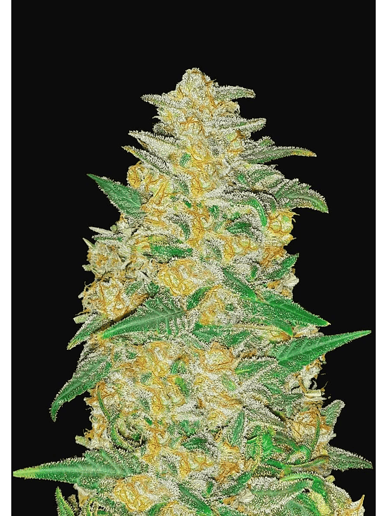 Original Ak Auto -Fast Buds (X1/X3) 2