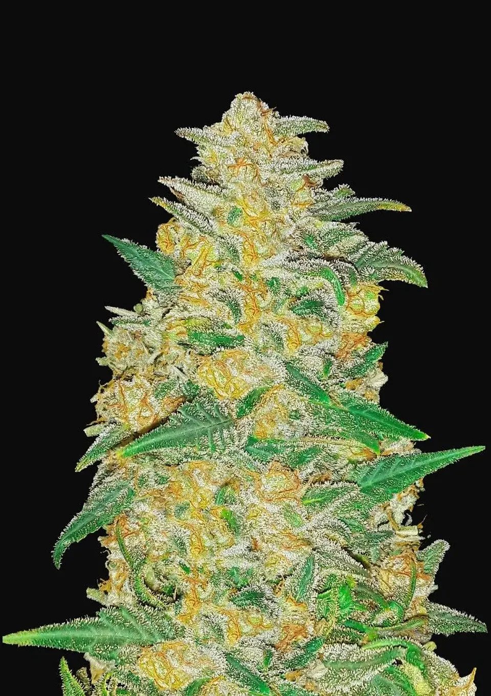 Original Ak Auto -Fast Buds (X3/X1) 2