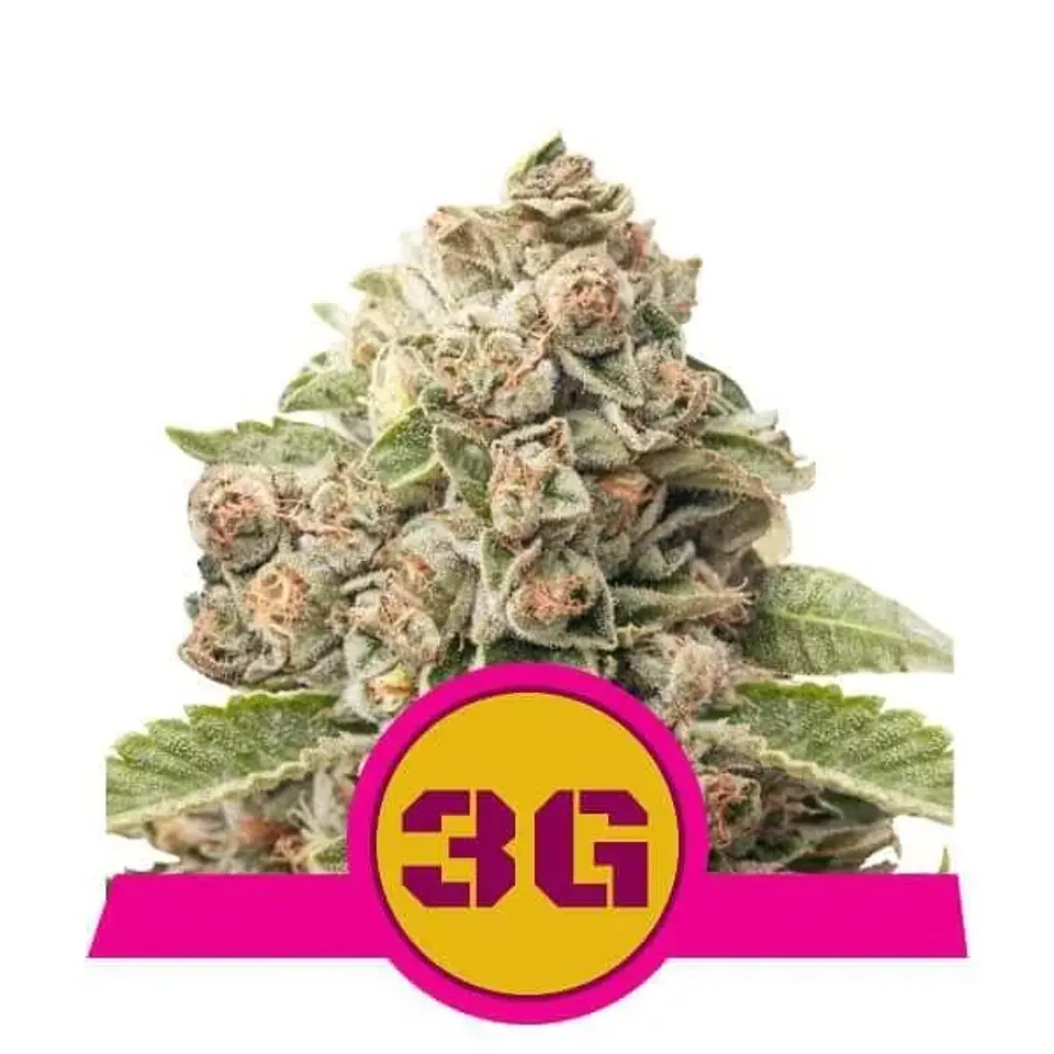 Triple G Usa Premium Fem -Royal Queen (X10/X3/X1) 2