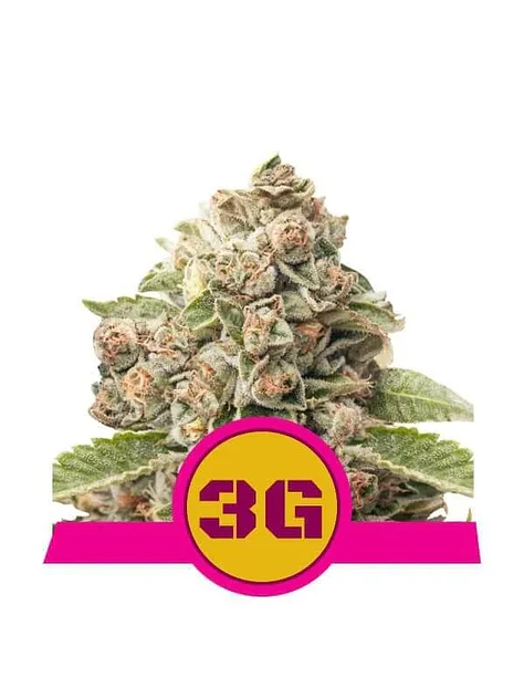 Triple G Usa Premium Fem -Royal Queen (X10/X3/X1) 3