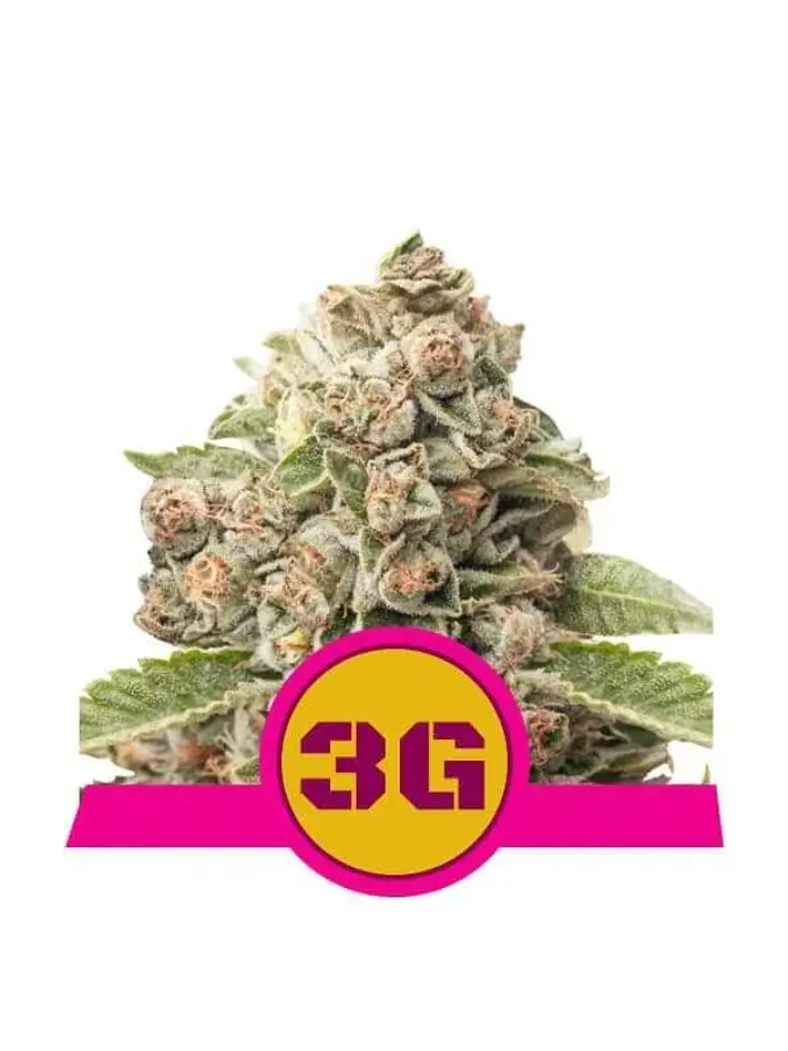 Triple G Usa Premium Fem -Royal Queen (X10/X3/X1) 3