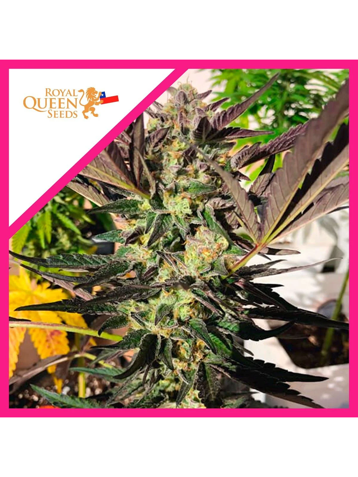 Wedding Gelato Fem -Royal Queen Seeds (X3/X1) 2