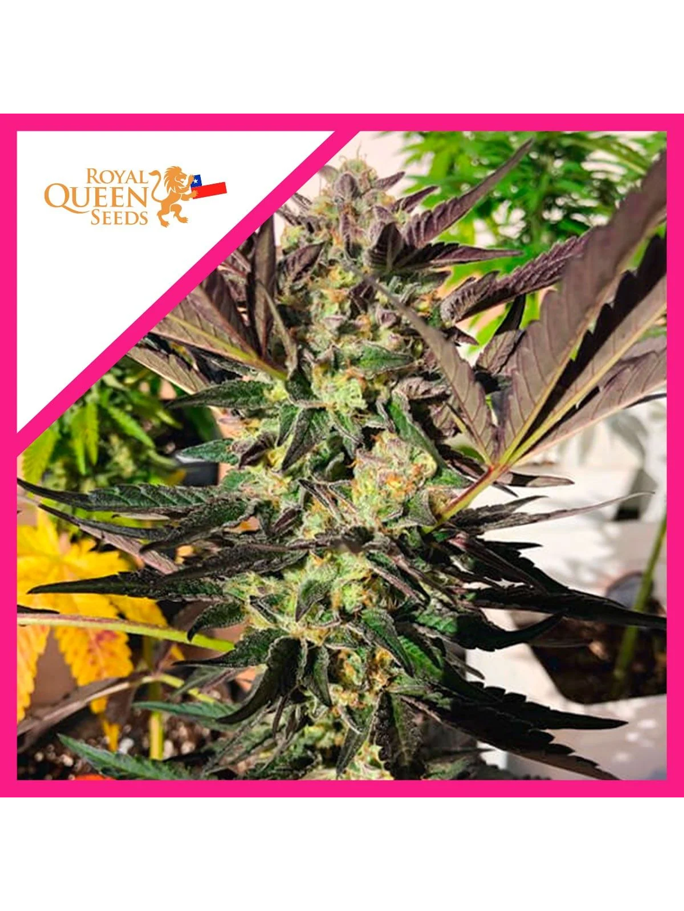 Wedding Gelato Fem -Royal Queen Seeds (X3/X1) 2