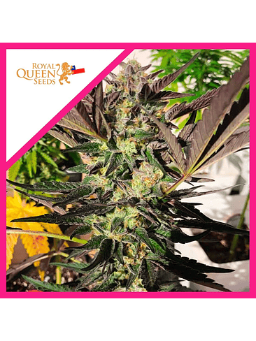 Wedding Gelato Fem -Royal Queen Seeds (X3/X1) 2