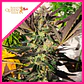 Wedding Gelato Fem -Royal Queen Seeds (X3/X1) - Miniatura 2
