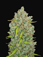 Original Bubblegum Auto -Fast Buds (X3/X1) - Miniatura 2