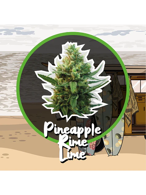 Pineapple Rime Line Fast Version -Delirium Seeds (X4/X1) 3